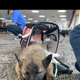 Dutch Shepherd Puppies from Mill Iron Dutch Shepherds