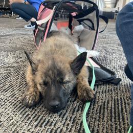 Dutch Shepherd Puppies from Mill Iron Dutch Shepherds
