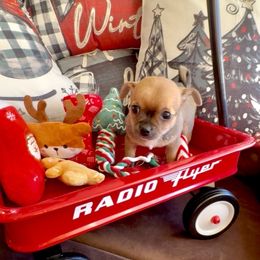 MAX - Sable spotted white male Chihuahua puppy in Richmond, Virginia from Bayberry ChihuahuasTM