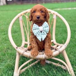 Butter Pecan - Red  male Goldendoodle puppy in Dallas County, Texas from Dream A Little Doodle