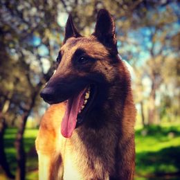 Belgian Malinois All Grown Up from Element Belgians