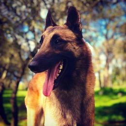 Belgian Malinois All Grown Up from Element Belgians