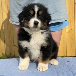 Jasper - Black tri-color male Australian Shepherd puppy in Augusta, Georgia from Incendia Aussies & Dobies