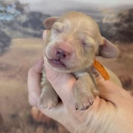 Orange collar male - Cream male Dachshund puppy in Romney, Indiana from Brown's Valley Dachshunds