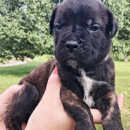 Grey - Black brindle male Cane Corso puppy in Yale, Michigan from Titan Farms