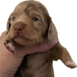 6000 Chocolate and Cream Longhair Male - Dapple male Dachshund puppy in El Paso, Texas from InnerVision K9 & Dachs