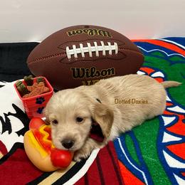 Dachshund Puppies from Dotted Doxies
