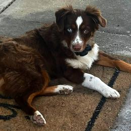 Andy - Toy Australian Shepherd