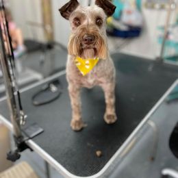Jax - Miniature Schnauzer