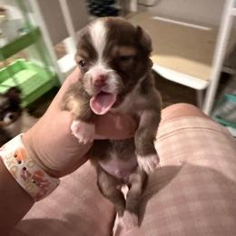 Trever - Merle male Chihuahua puppy in Sherwood, Arkansas from Bartelt Breeders