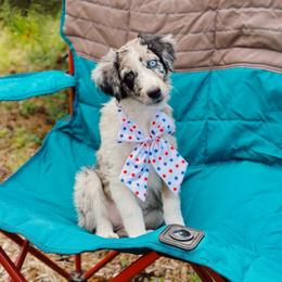 Dahlia - Blue merle female Aussiedoodle puppy in Peyton, Colorado from Colorful Colorado Aussiedoodles
