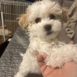 Cavalier King Charles Spaniel, Cavapoo, Maltipoo, and Poodle Puppies from Lainy's Puppies