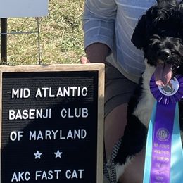 Portuguese Water Dogs from Up A Creek Kennels