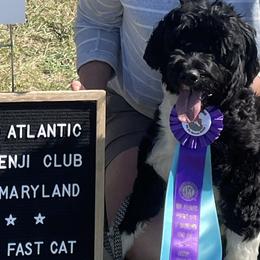 Portuguese Water Dogs from Up A Creek Kennels