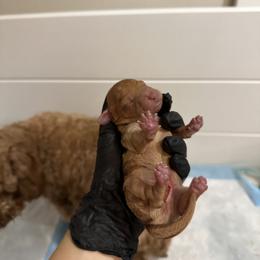 Poodle Puppies from Bruno & Co. Puppies