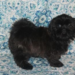 Shih Tzu Puppies from Gypsy Breeze Kennels