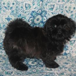 Shih Tzu Puppies from Gypsy Breeze Kennels
