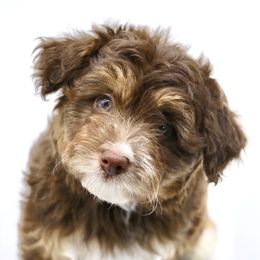 Bordoodle and Poodle Puppies from 5 Cent Canine Co.