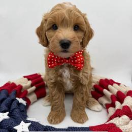 J-Man - Apricot male Goldendoodle puppy in Cape Coral, Florida from Nay Nays Mini Doodles