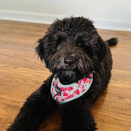 Bernedoodle and Goldendoodle Puppies from A.N.A. Doodles