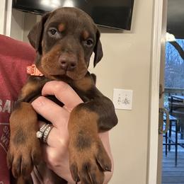 Orange collar male - Red and rust male Doberman Pinscher puppy in Madison, Indiana from Jensen Dobermans and Dachshunds