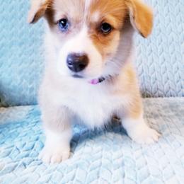 Pembroke Welsh Corgi Puppies from Whimsical Treasure Corgis