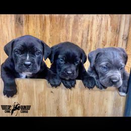 Cane Corso Puppies from Top Gun Cane Corso