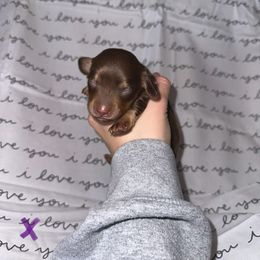PURPLE - Chocolate and cream Dachshund puppy in Woodville, Wisconsin from Dairyland Dachshunds