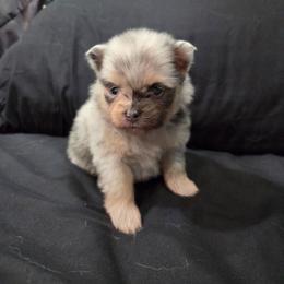 Malia - Blue merle female Pomeranian puppy in New Lenox, Illinois from Illinois Poms
