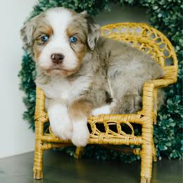 Ryan - male Australian Mountain Doodle puppy in Spanish Fork, Utah from K Brand Doodles
