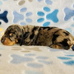 Dachshund Puppies from Mahzian Miniature Dachshunds