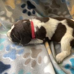 Girl 1 - Brown roan Spinone Italiano puppy in Cecil County, Maryland from Turkey Point Spinone Pups
