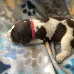 Girl 1 - Brown roan Spinone Italiano puppy in Cecil County, Maryland from Turkey Point Spinone Pups
