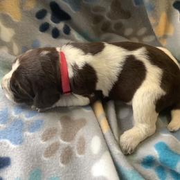Girl 1 - Brown roan Spinone Italiano puppy in Cecil County, Maryland from Turkey Point Spinone Pups