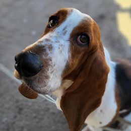 Pepper - Basset Hound