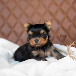 Izzy - Black and gold female Yorkshire Terrier puppy in Marmaduke, Arkansas from Copper Ridge Yorkies