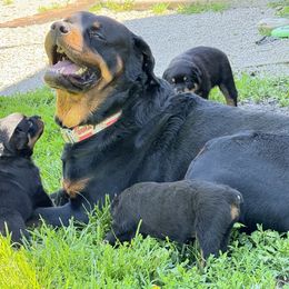Rottweiler Puppies from Cross Creek Rottweilers