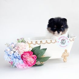 Zoey - Black and tan parti female Pomeranian puppy in Idaho Falls, Idaho from Country Life Pomeranians