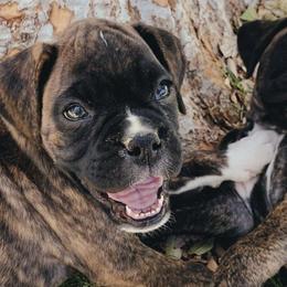 Boxers from Ally’s Boxer Pups