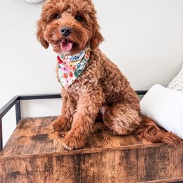 Penny - Goldendoodle