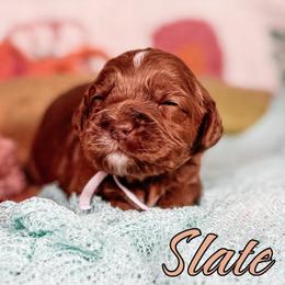 Slate - Red male Australian Labradoodle puppy in Decatur, Alabama from Southern Meadows Doodles