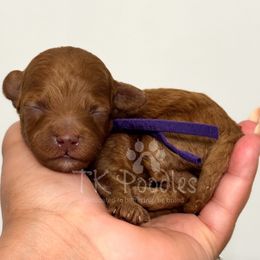 Kiwi - Red  female Poodle puppy in Belleville, New Jersey from TK Poodles