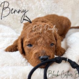 Benny - Red  male Goldendoodle puppy in Cleveland, Georgia from The O.G. Doodles