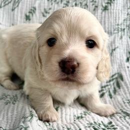 Foxtrot - Cream male Dachshund puppy in Woodburn, Oregon from Primo Dachshunds