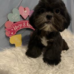 Tyler - Black male Shih Tzu puppy in Tenino, Washington from Fantasy Realm Shih Tzus