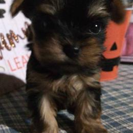 Yorkshire Terriers from Yorkies by the Dozen