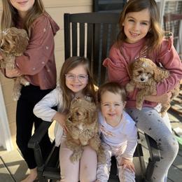 Cavalier King Charles Spaniel and Cavapoo Puppies from Cumberland Cavaliers