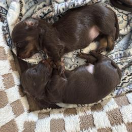 Dachshunds from R&B dachshunds