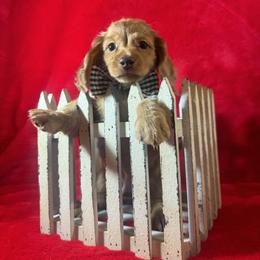 PETEY  silky long coat - Dapple male Dachshund puppy in Polo, Missouri from Blue Tails Farm