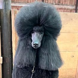 Poodles from Fierce Standard Poodles